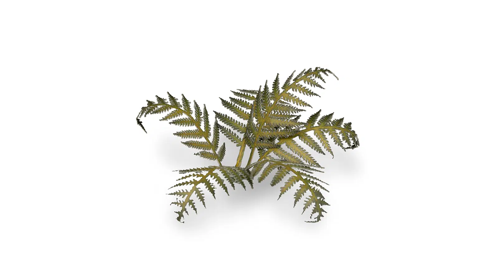 Gamers Grass Laser Plants Bracken